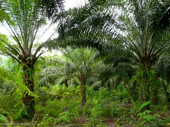 Malasian Borneo jungle